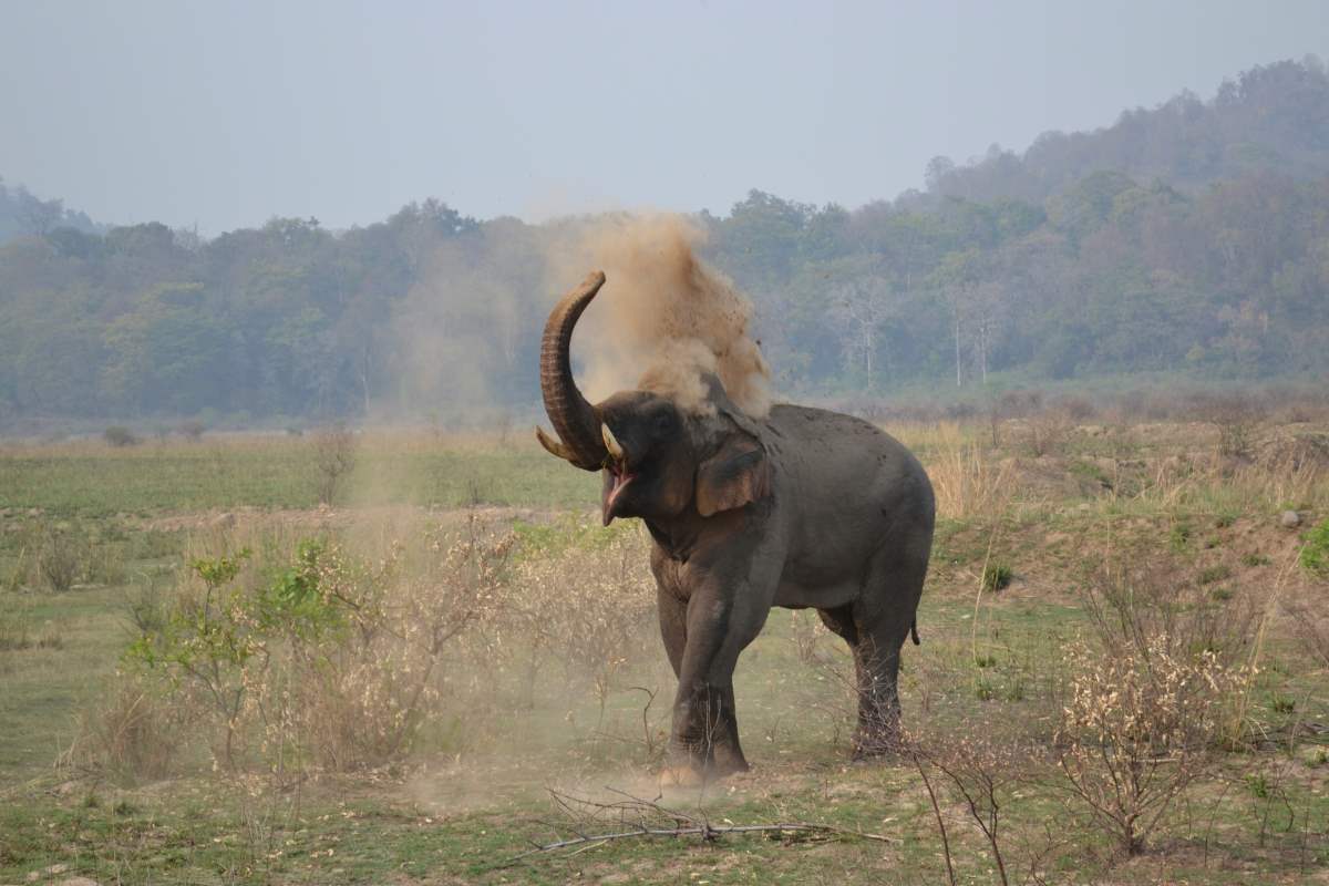 a best road trip to jim corbett national park for families and friends to watch the wild animals.