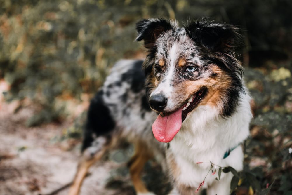 australian shepherd dog