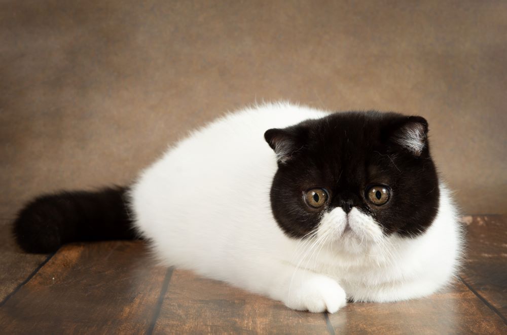 exotic shorthair cat lying