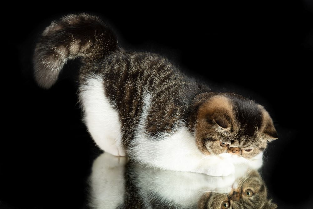 exotic shorthair cat playing in black background