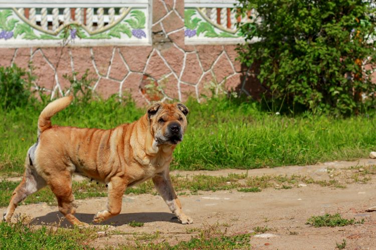 shar pei dog walking