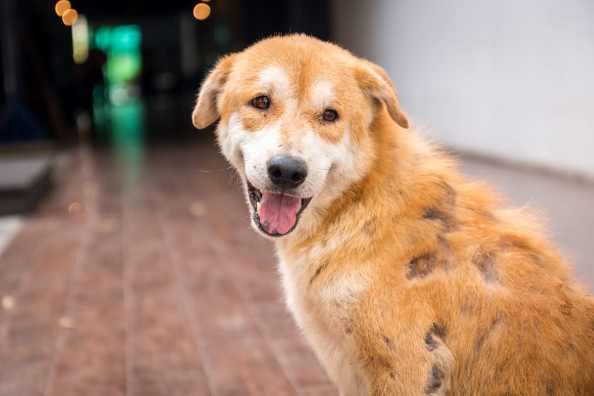 cushing's disease in dogs