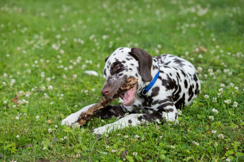 dalmatian puppy biting stick