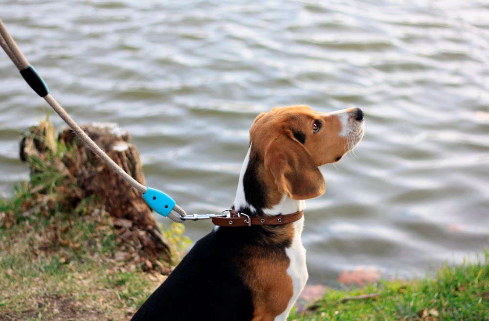 beagle dog looking up