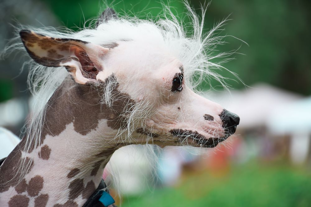 portrait of chinese crested dog