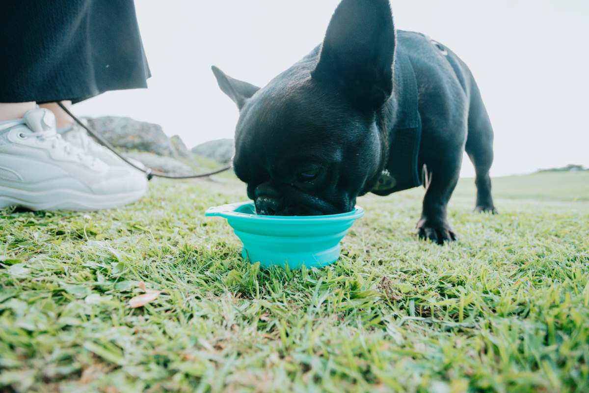 dehydration in dogs