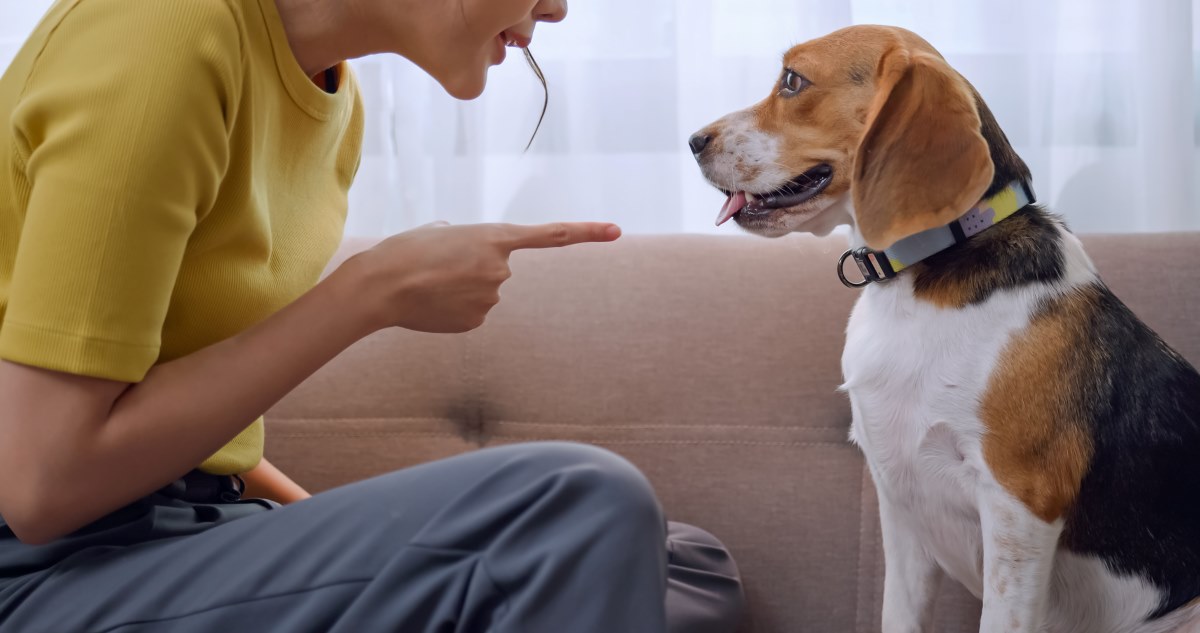 young woman scolds dog for destroying house