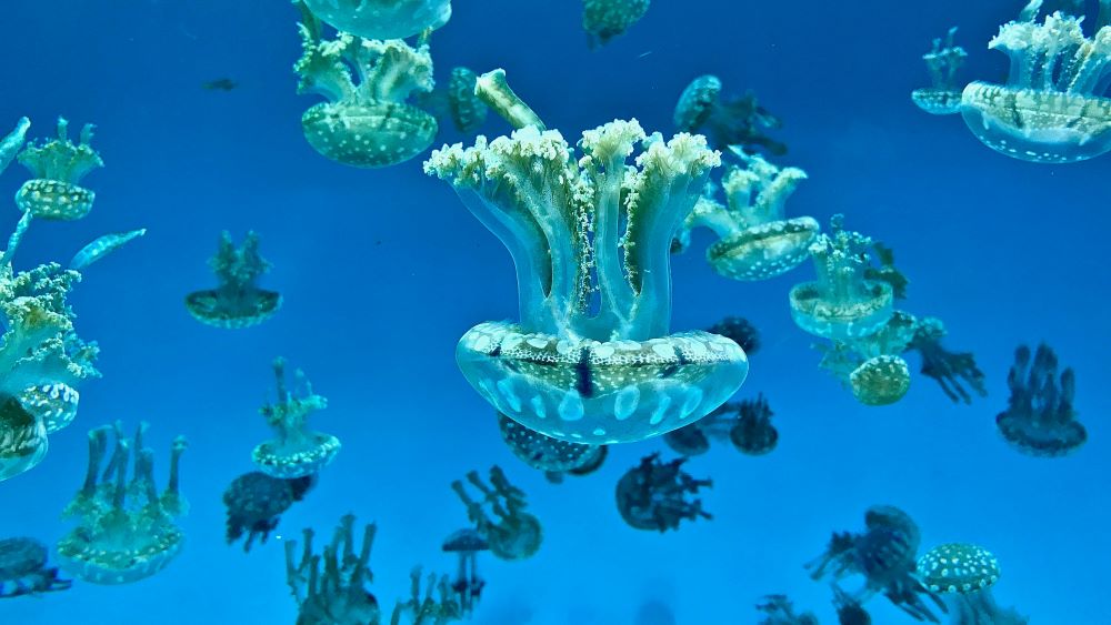 group of jelly fish in underwater