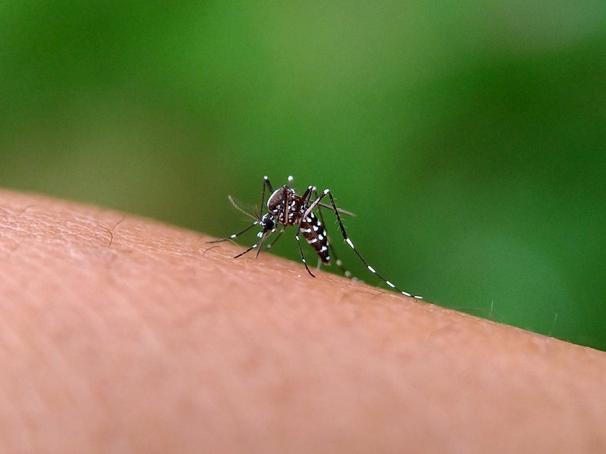 chikungunya