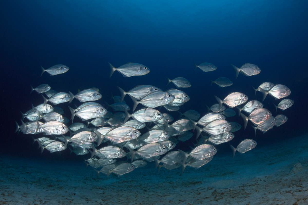 enjoy the scuba diving at amed beach bali