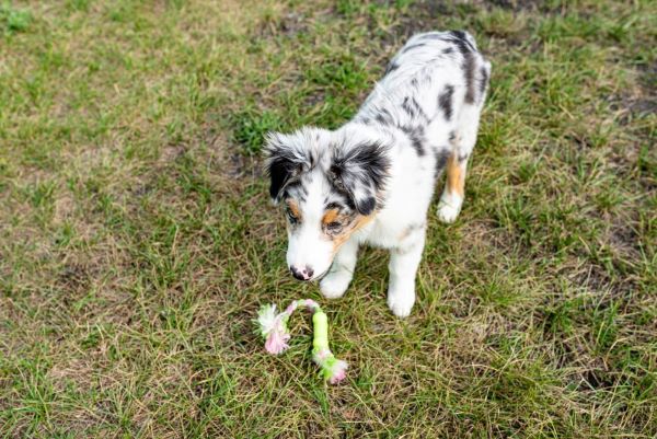 australian shepherd dog