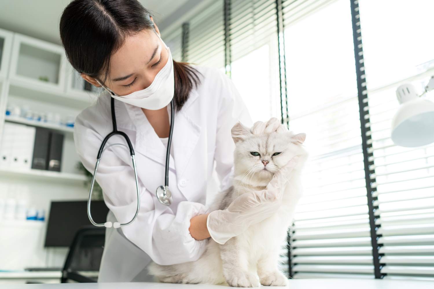 veterinarian examine