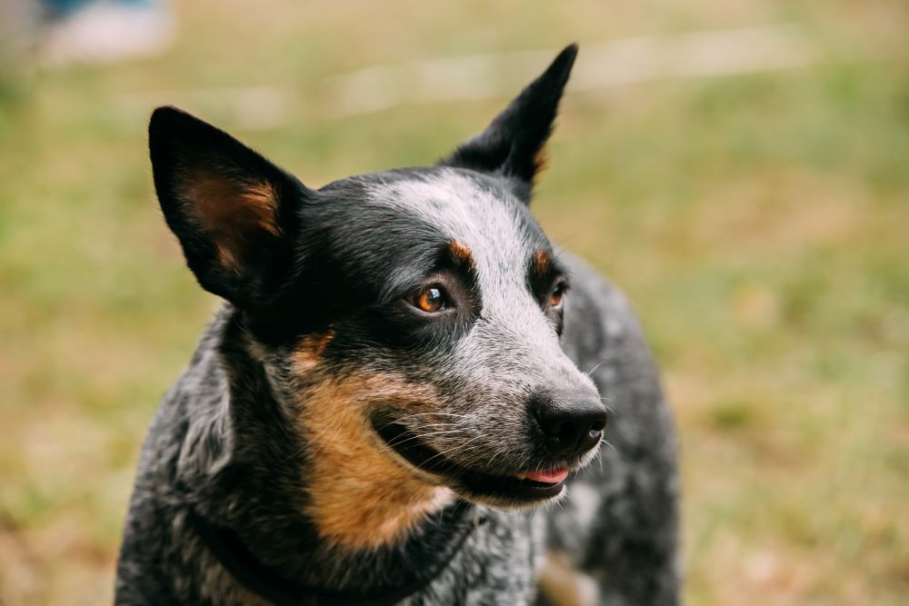 australian cattle dog