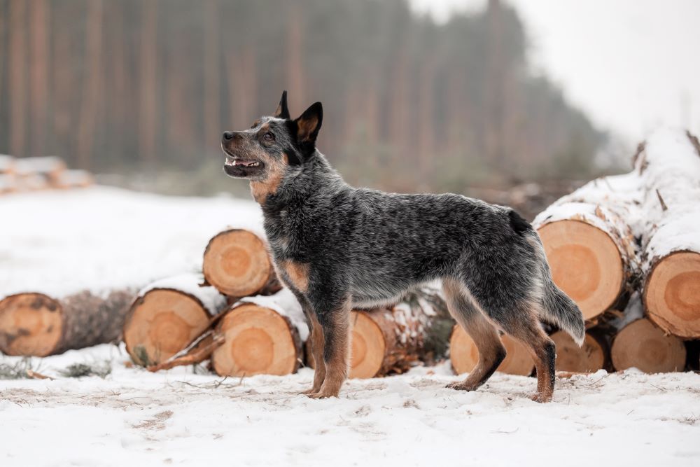 australian cattle dog puppy