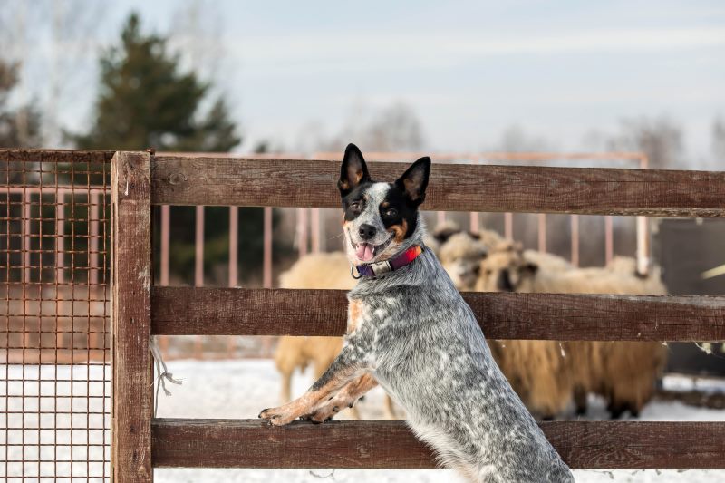 australian cattle dog