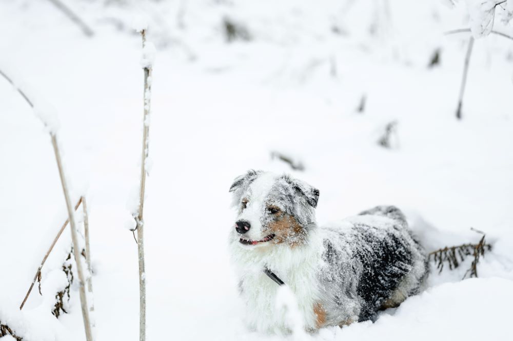 australian shepherd dog