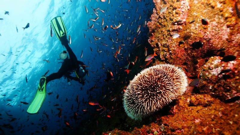 scuba diver moving forward