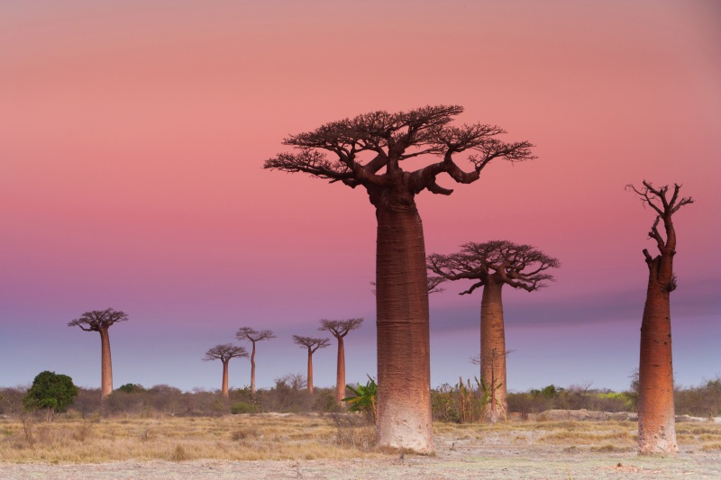 Madagascar
