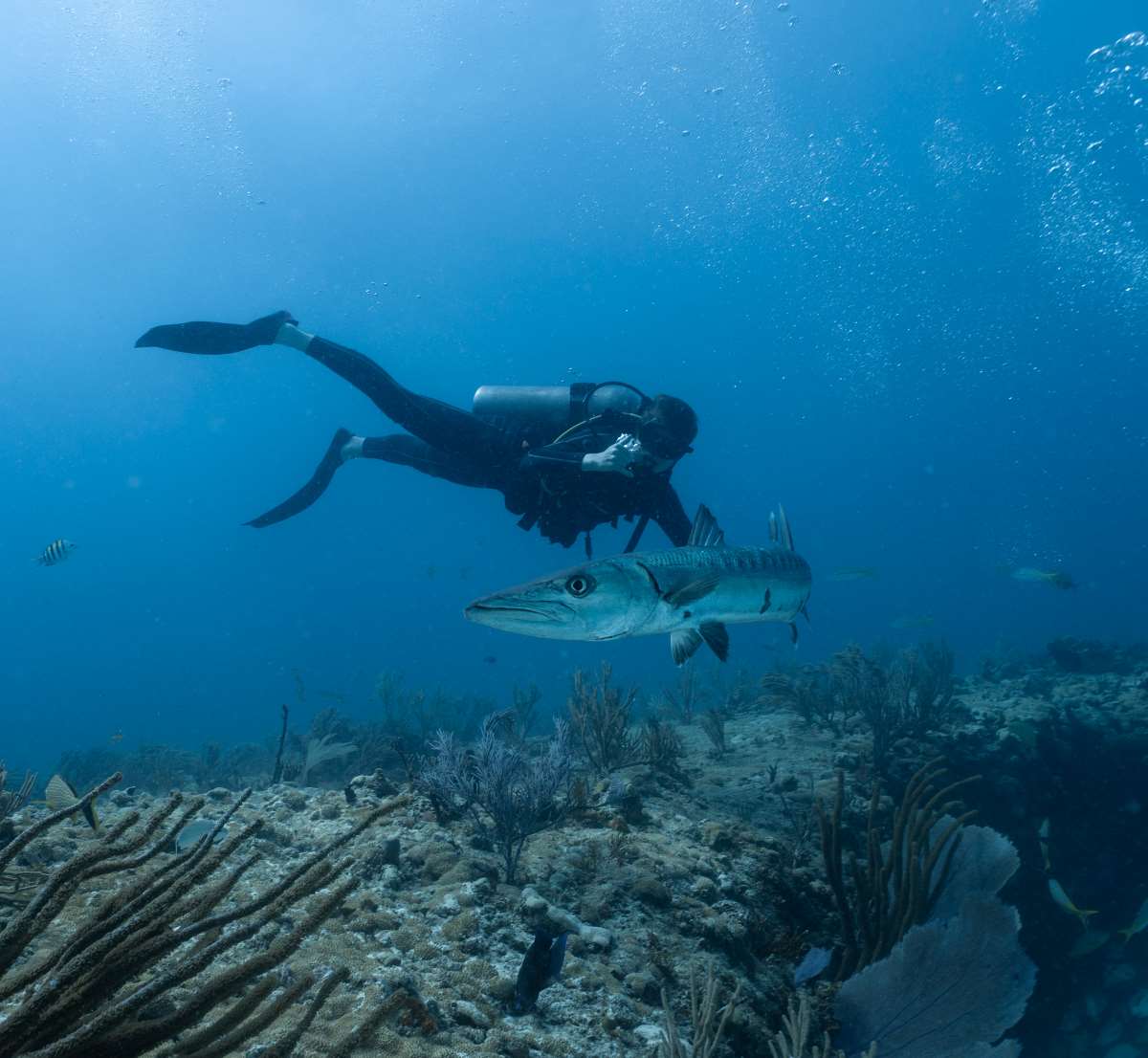 scuba diving in thailand
