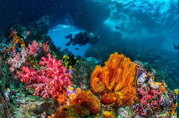 scuba diver looking at the beautiful view of sea plants