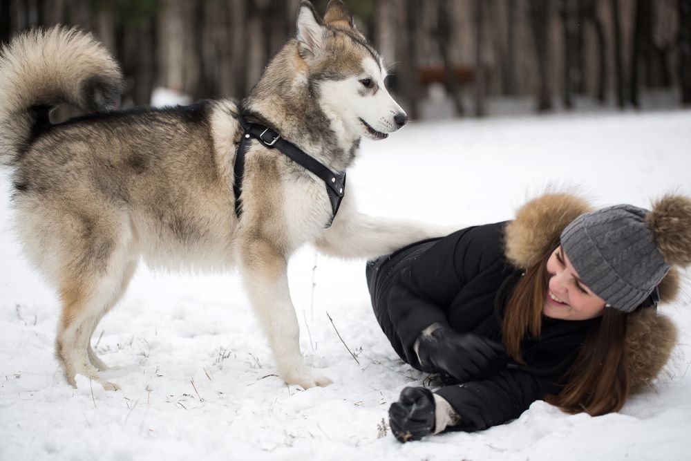 siberian husky dog playing with a girl in snow