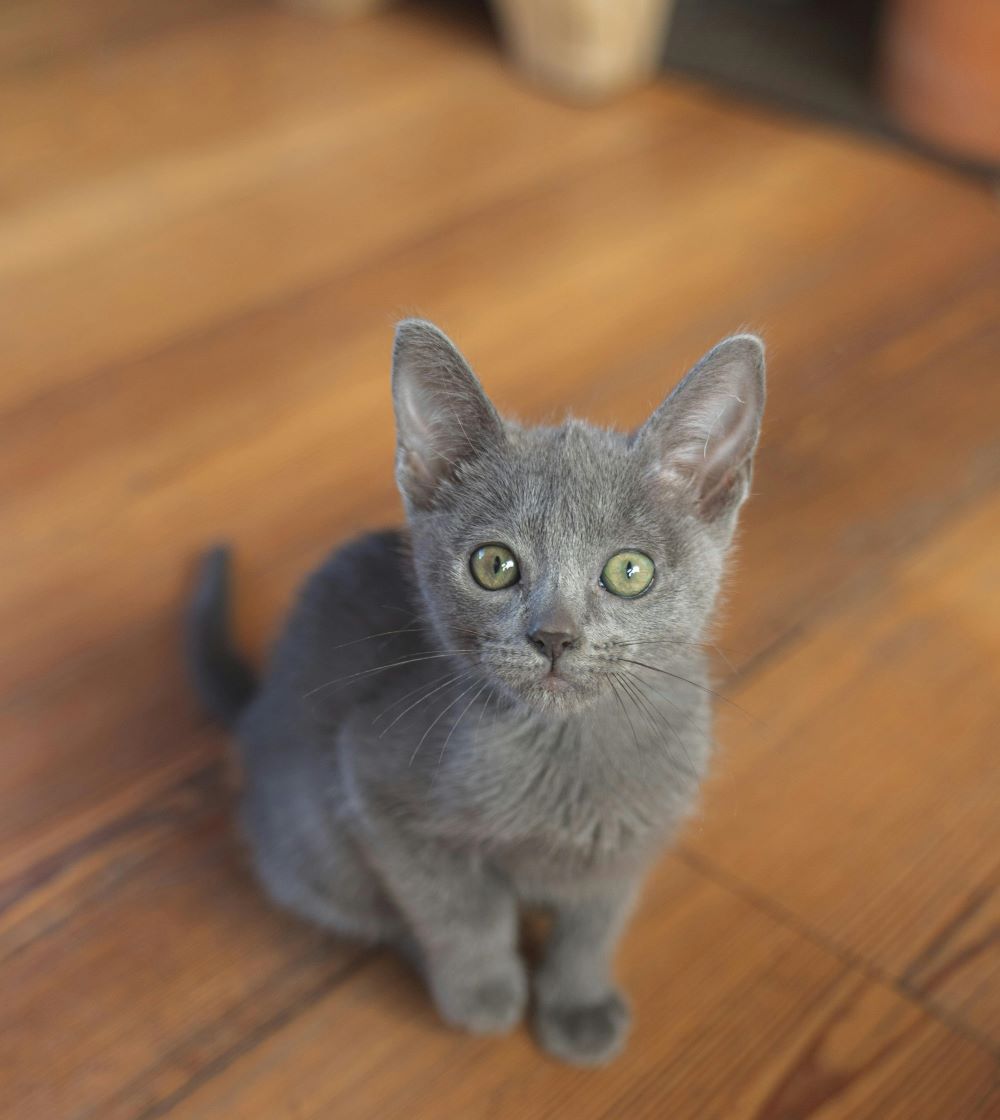 korat kitten staring at viewer