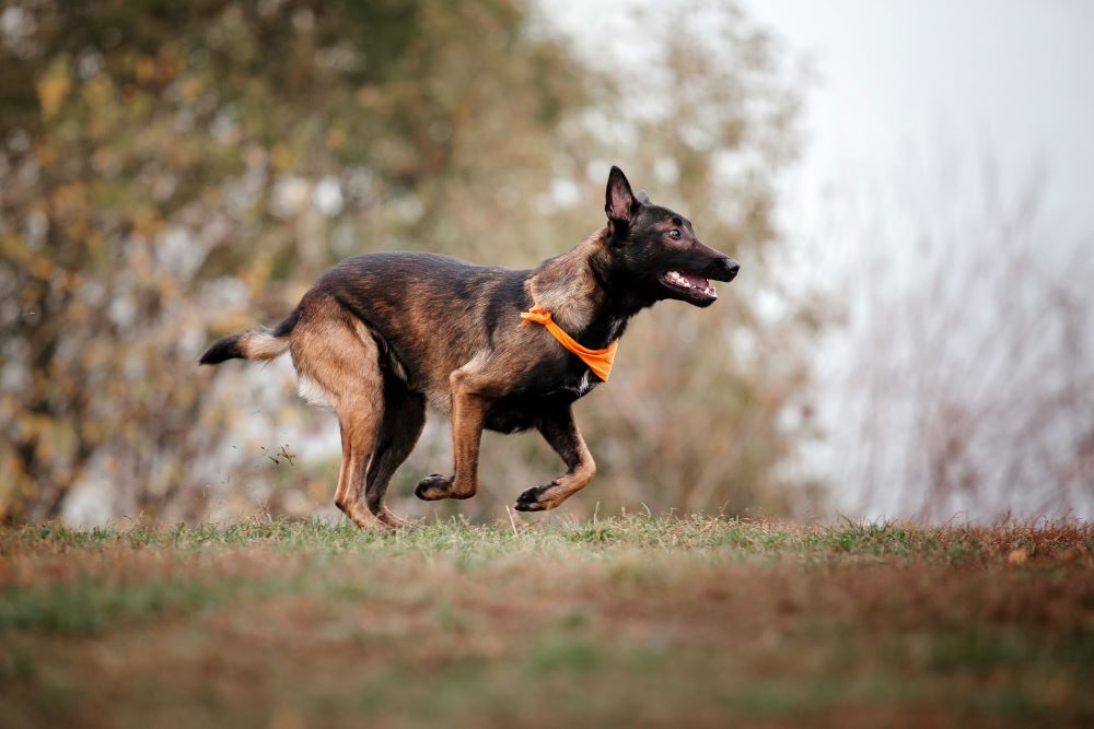 belgian malinois