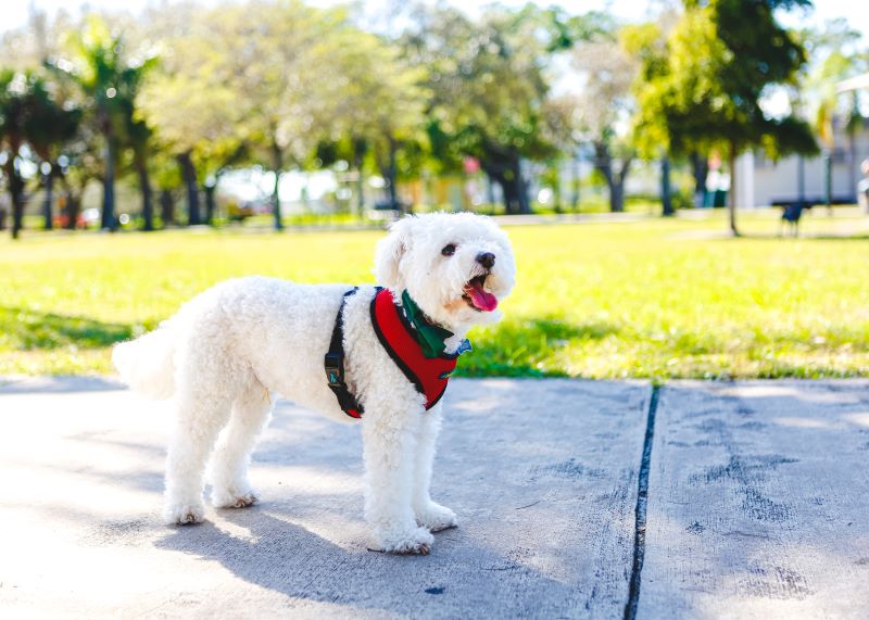 bichon frise dog standing
