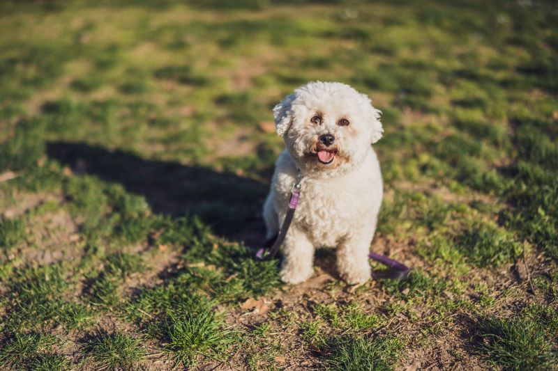 bichon frise dog