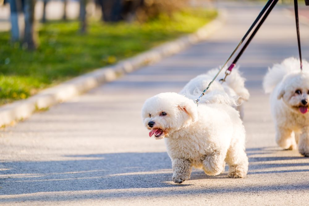 bichon frise dog walking