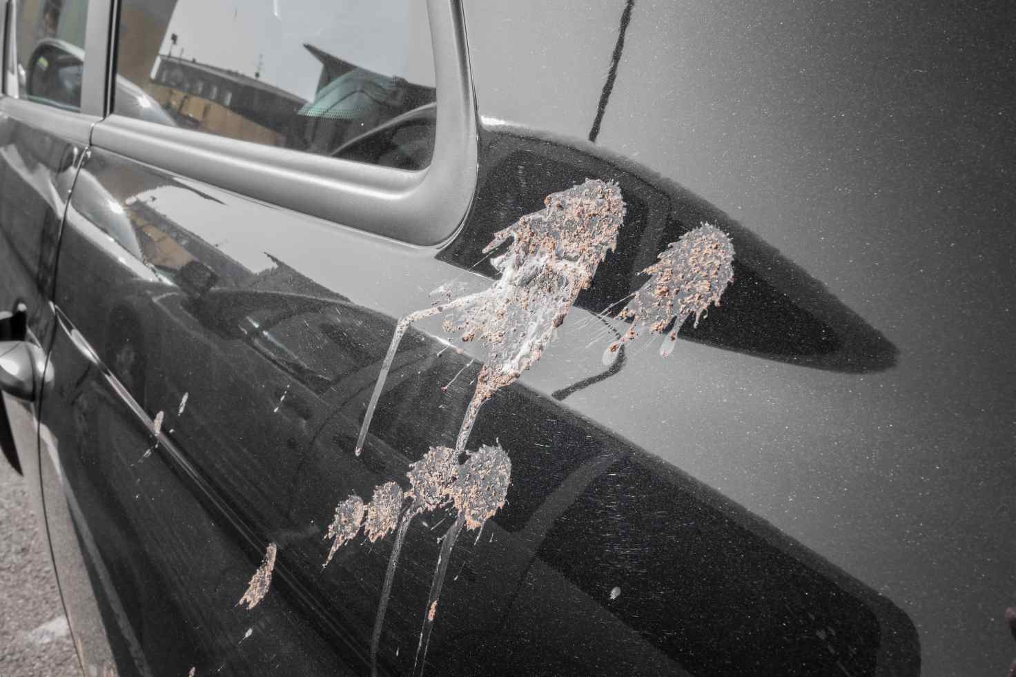 Bird Droppings on Cars