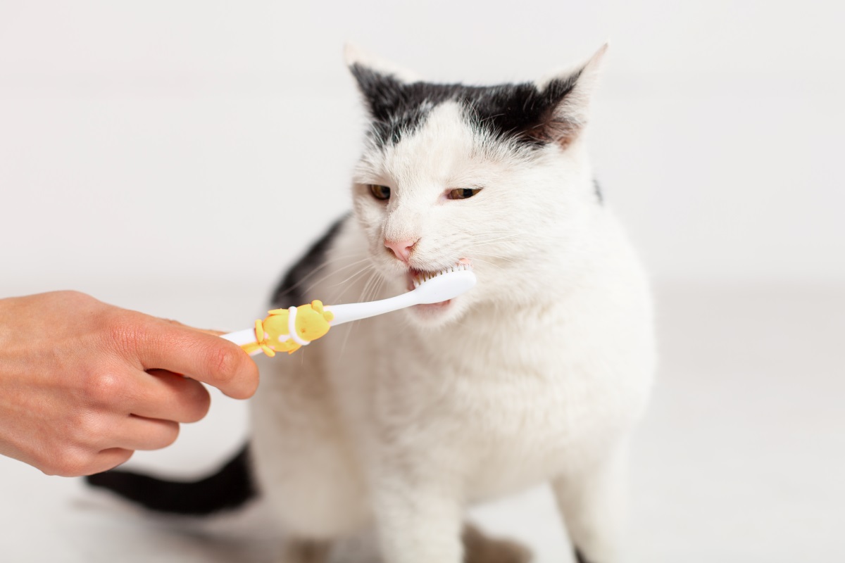 cat with brush