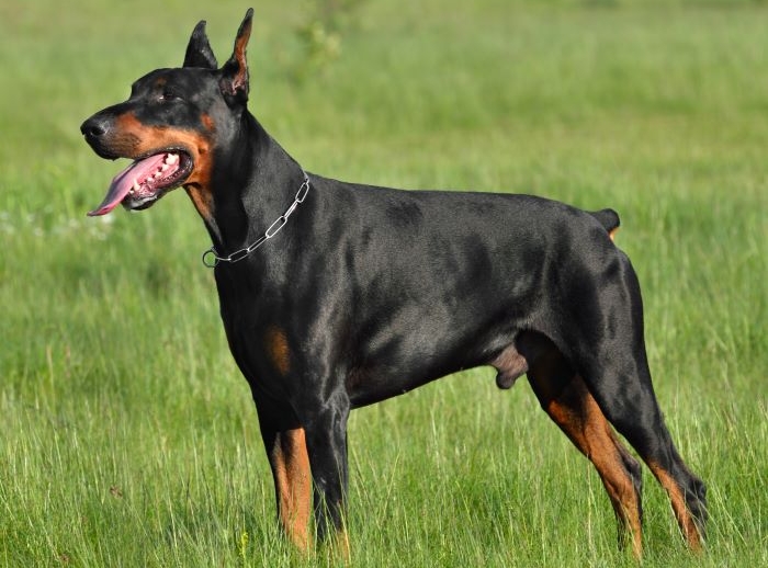 doberman standing