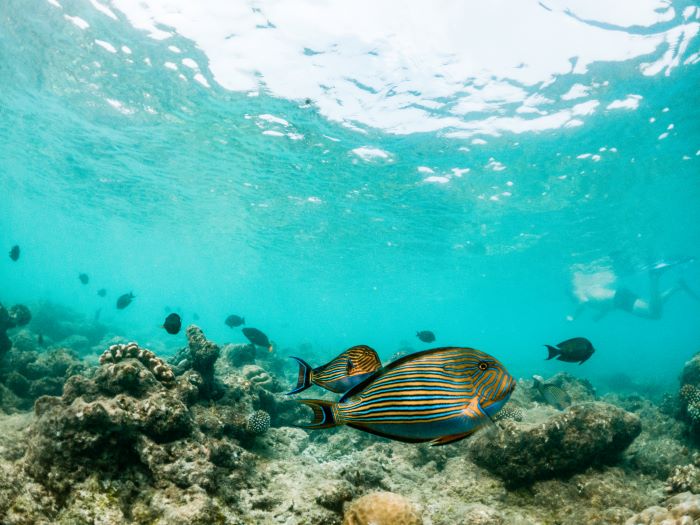 different fish moving forward at underwater