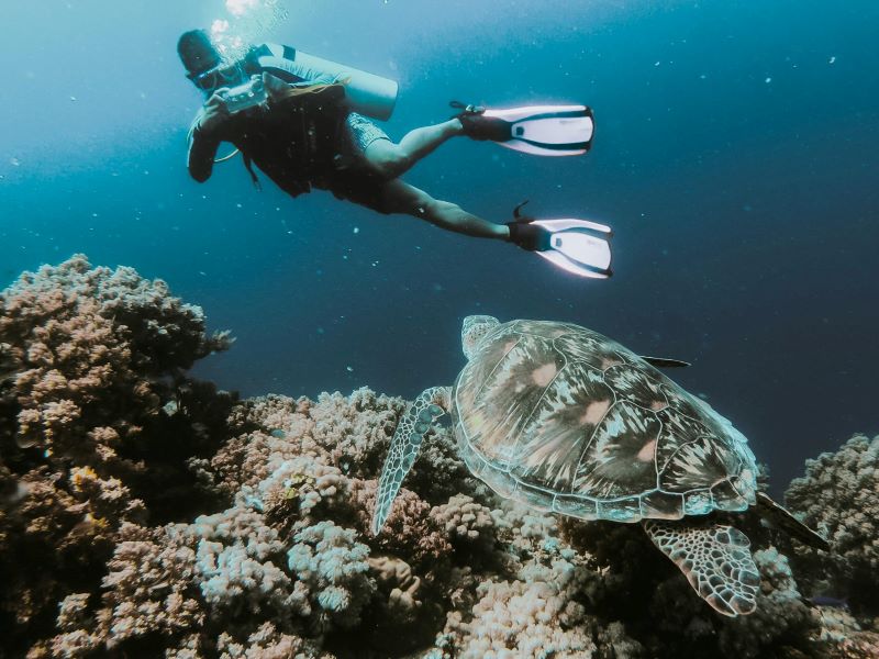 scuba diver taking picture of a tortoise
