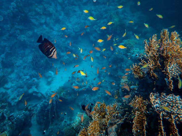 view of fishes and coral reef