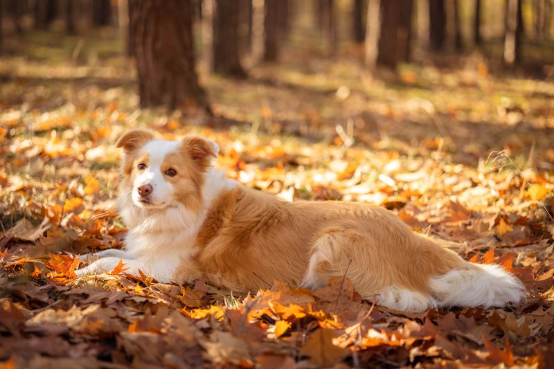 border collie dog