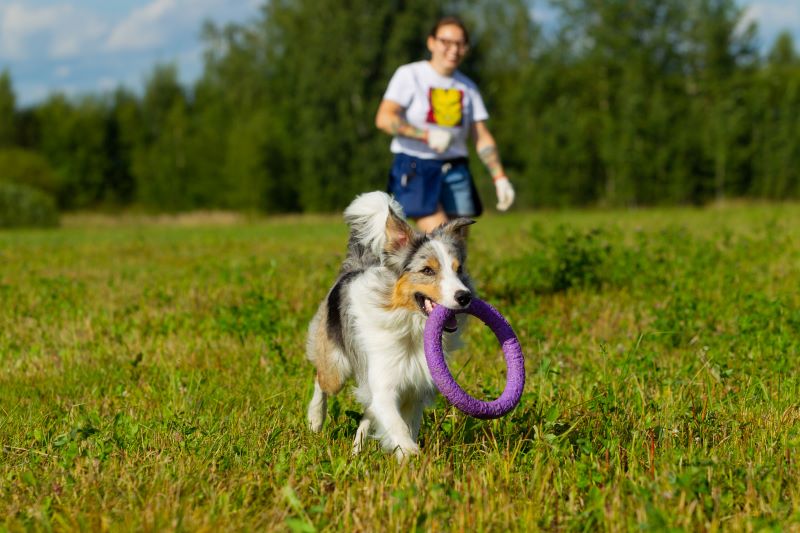 border collie dog walking