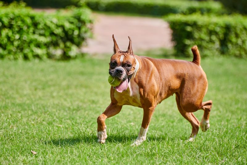 boxer dog training