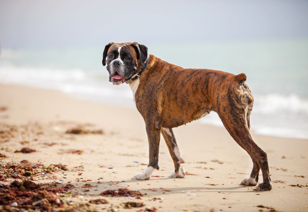 boxer dog walking in beach