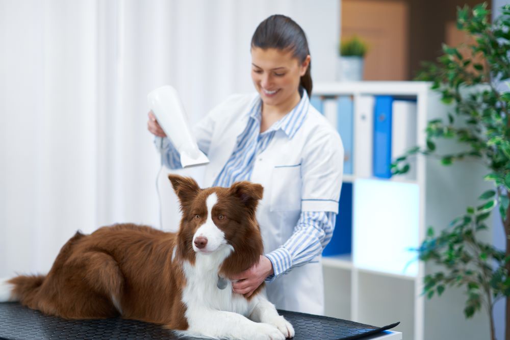 brown border collie dog grooming