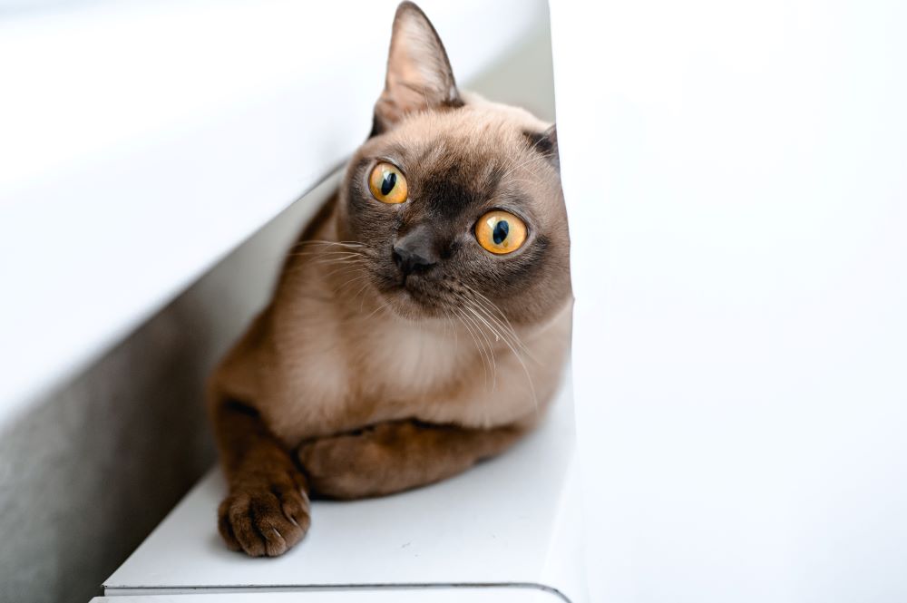 Burmese Cat Breed Information, Characteristics & How to Take Care