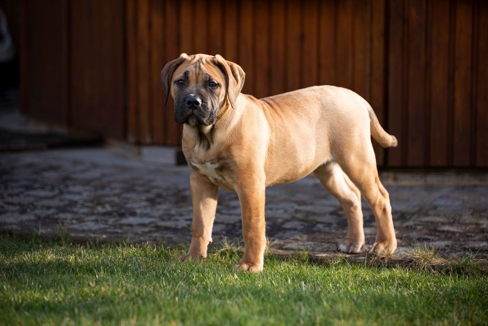bull mastiff dog standing