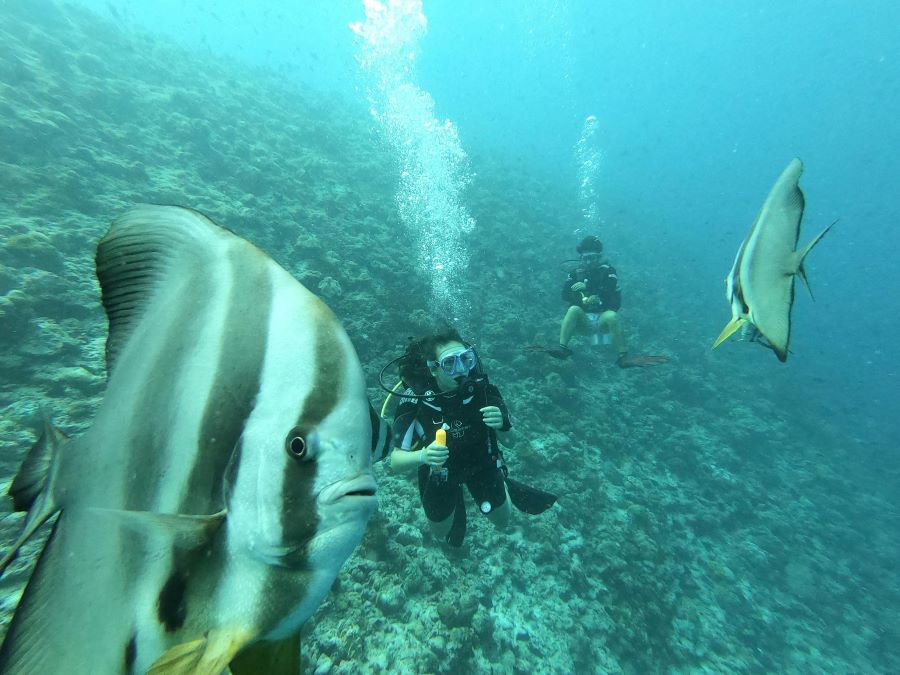 two scuba divers looking at the fishes