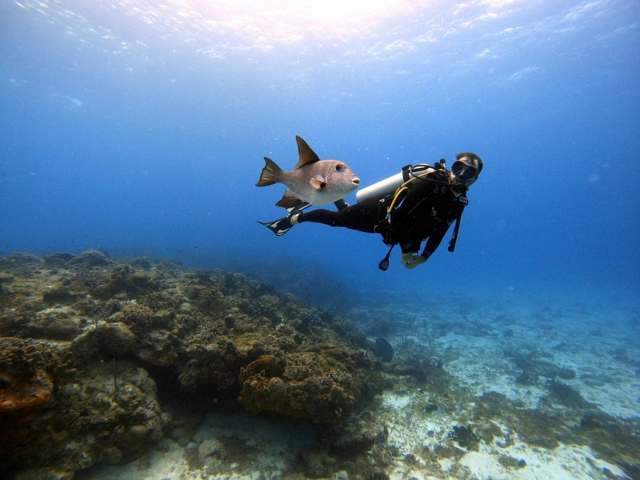 a scuba diver and fish swim together