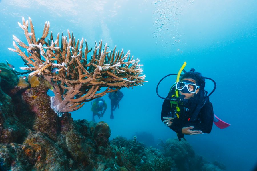 scuba diver looking at the sea plant