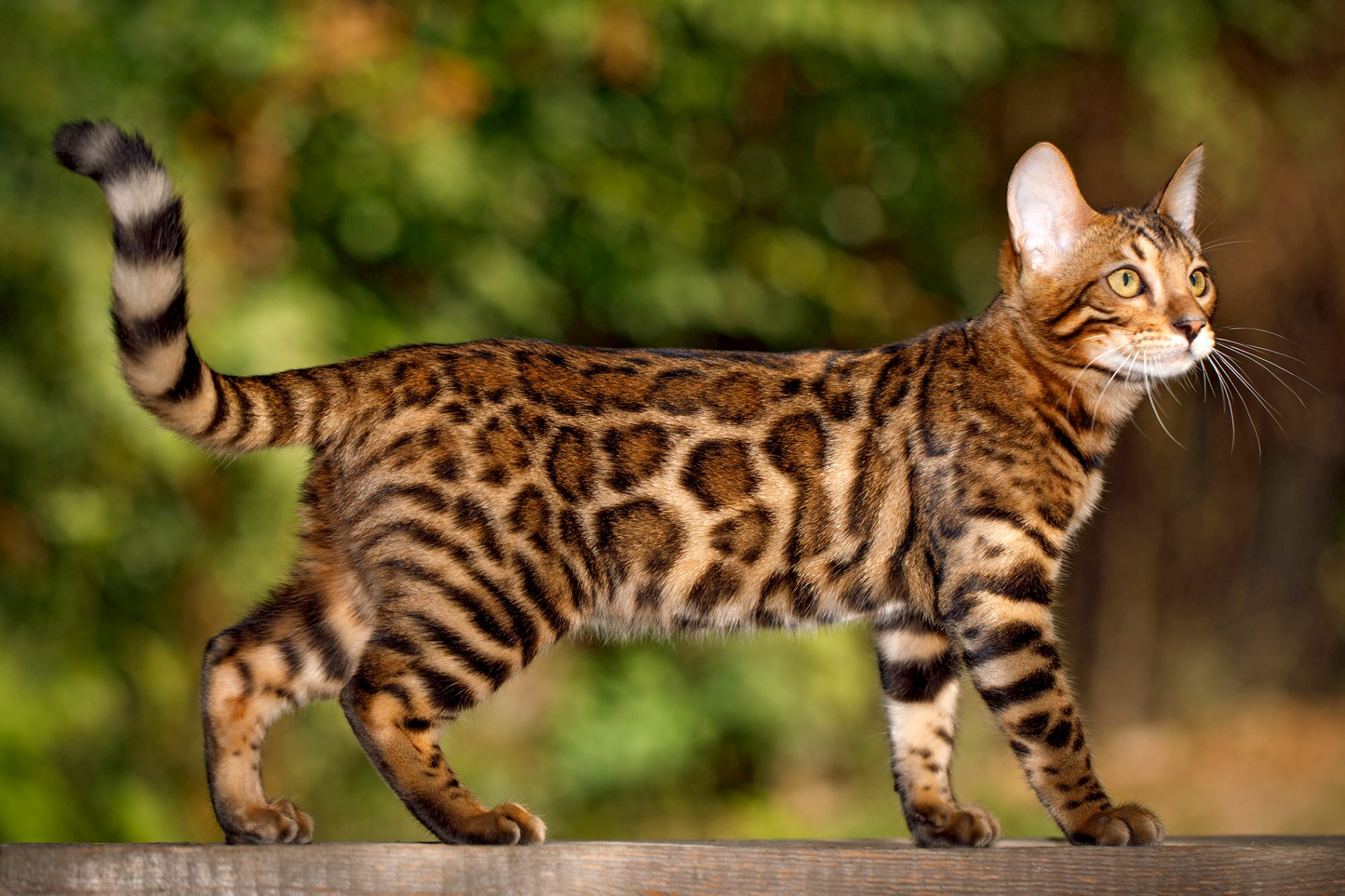 8 Most Prominent Cat Breeds in India