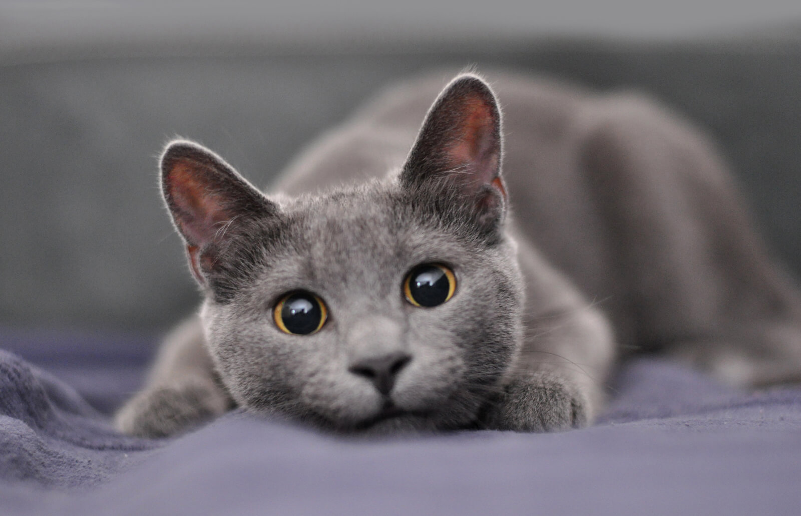 8 Most Popular Cat Breeds In India