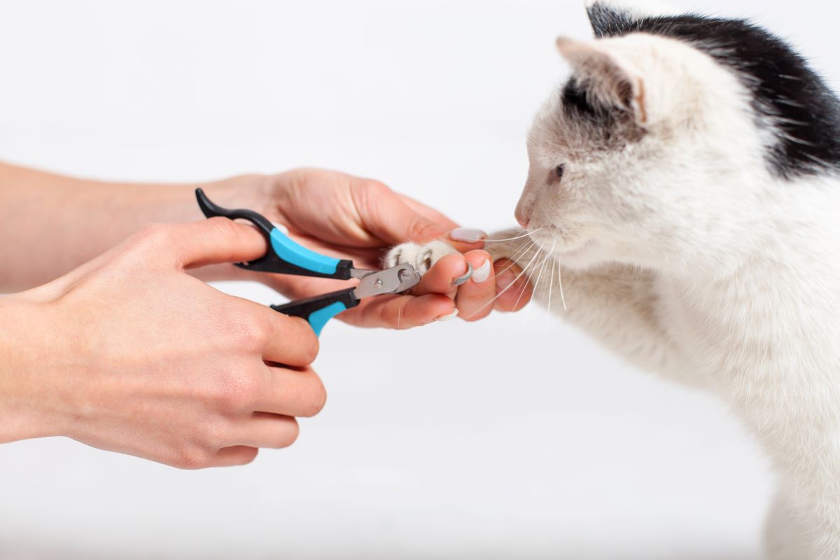 cat doctor shearing cat
