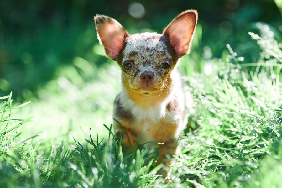 chihuahua dog
